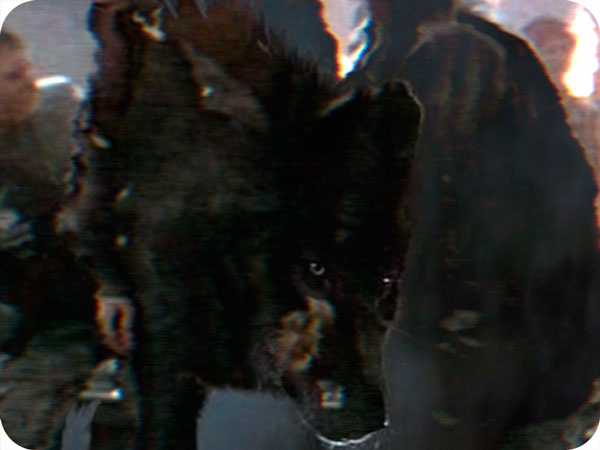 Dawn Reed and Carl Warnick   "Good Morning We Danced The Whole Night Through" (Choker and Badge Detail) 